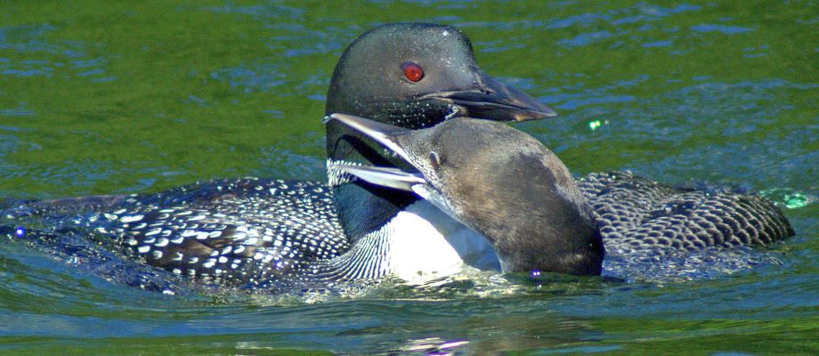 fall-photo-loon-1